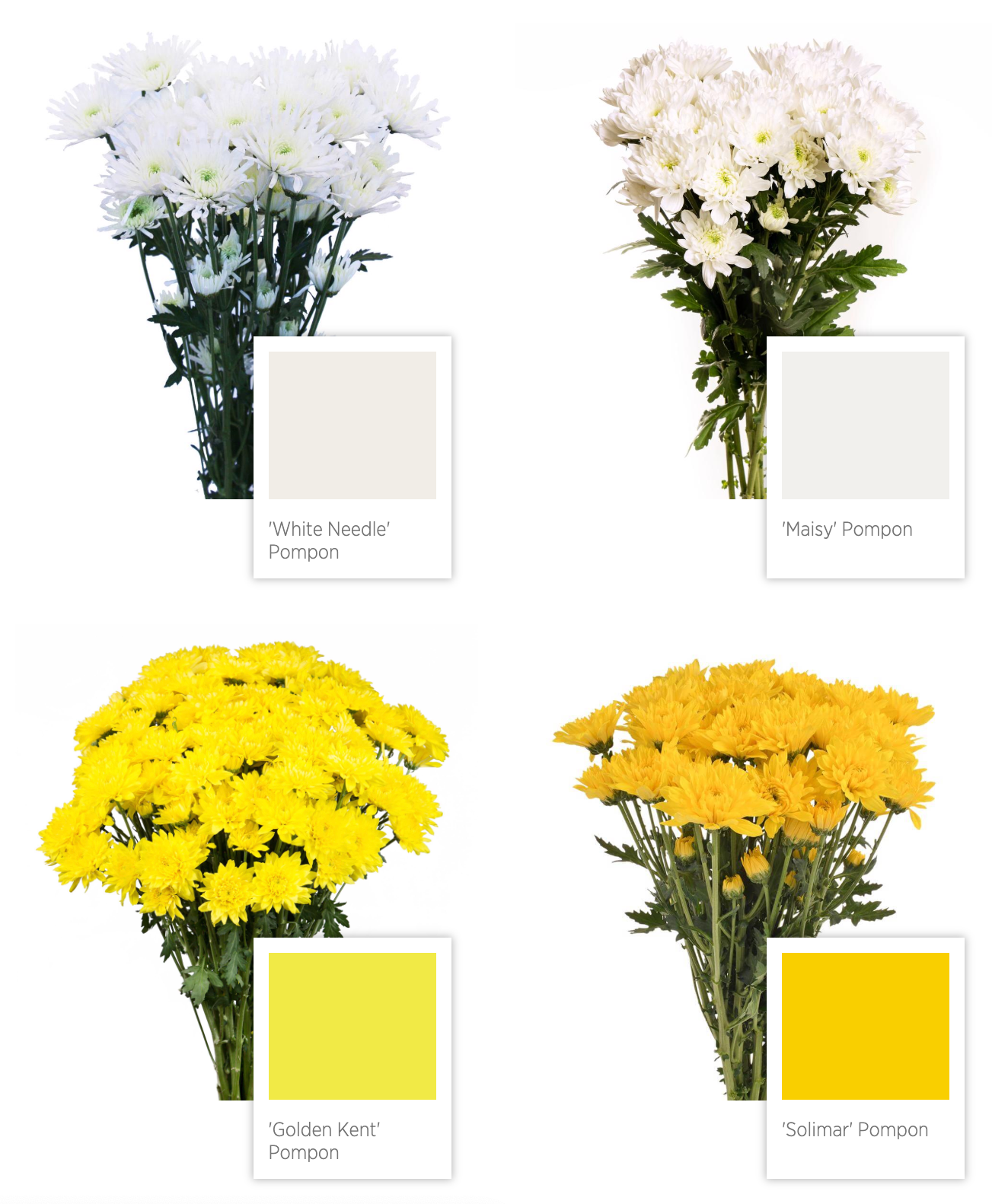 cushion pompon Chrysanthemum 乒乓菊