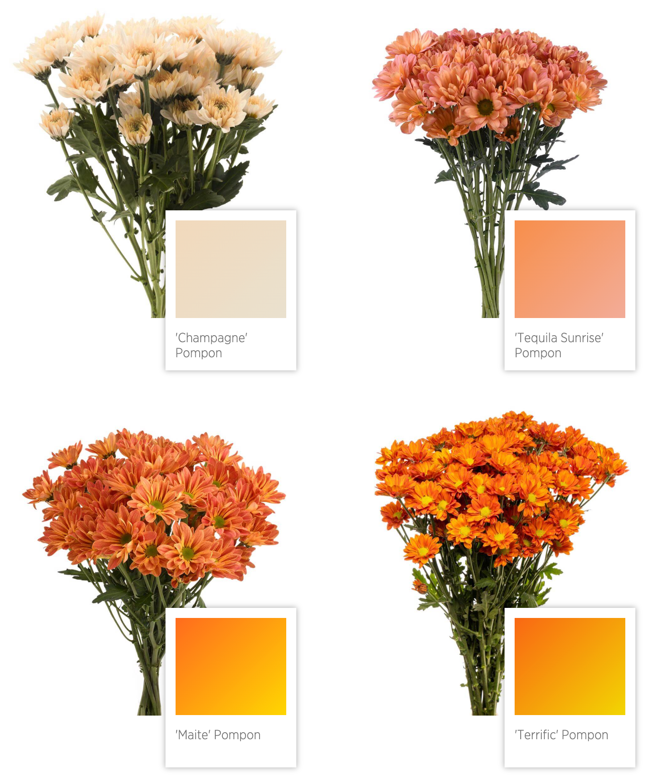 cushion pompon Chrysanthemum 乒乓菊