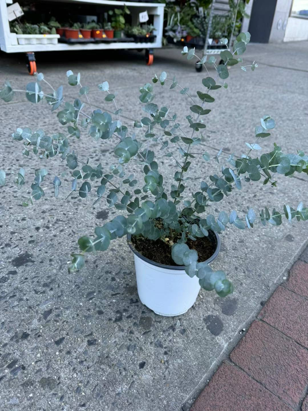 Eucalyptus 6" 尤加利叶