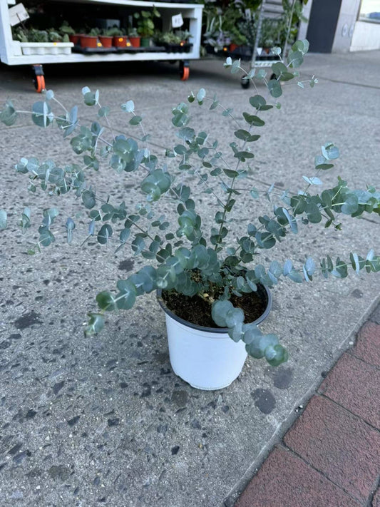 Eucalyptus 6" 尤加利叶