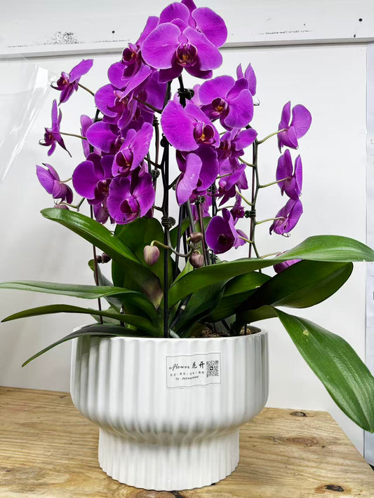 orchid combination 紫色兰花白盆