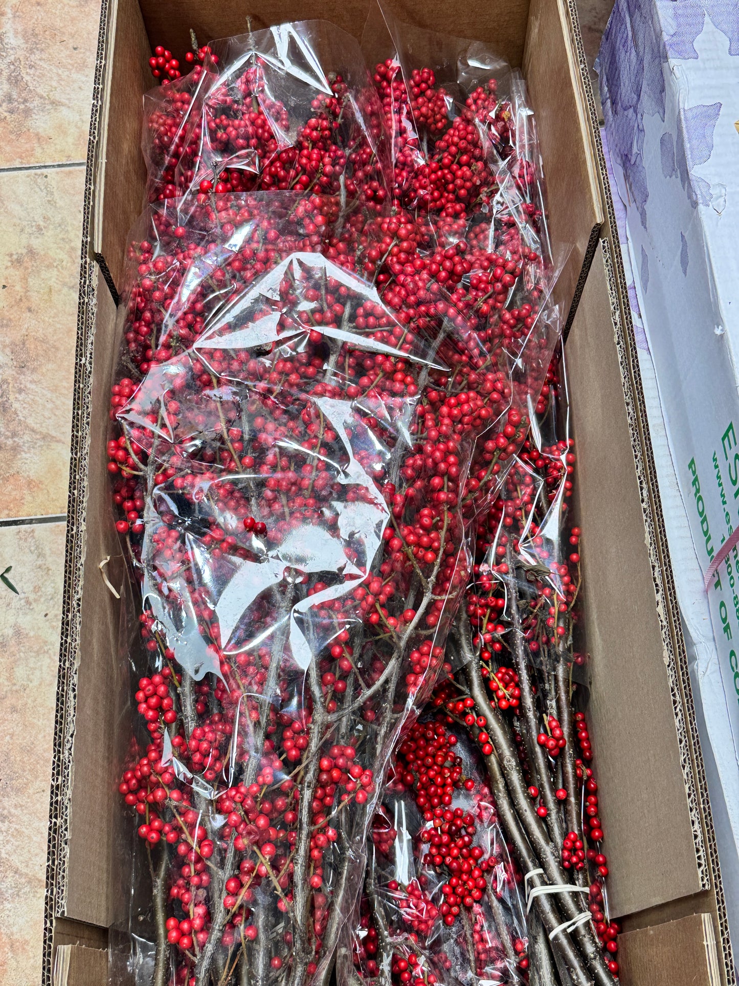 北美冬青/ilex verticillata/Winter berry