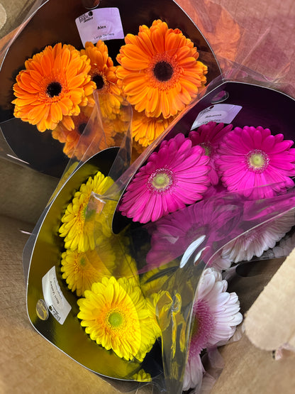 非洲菊 large gerber daisy