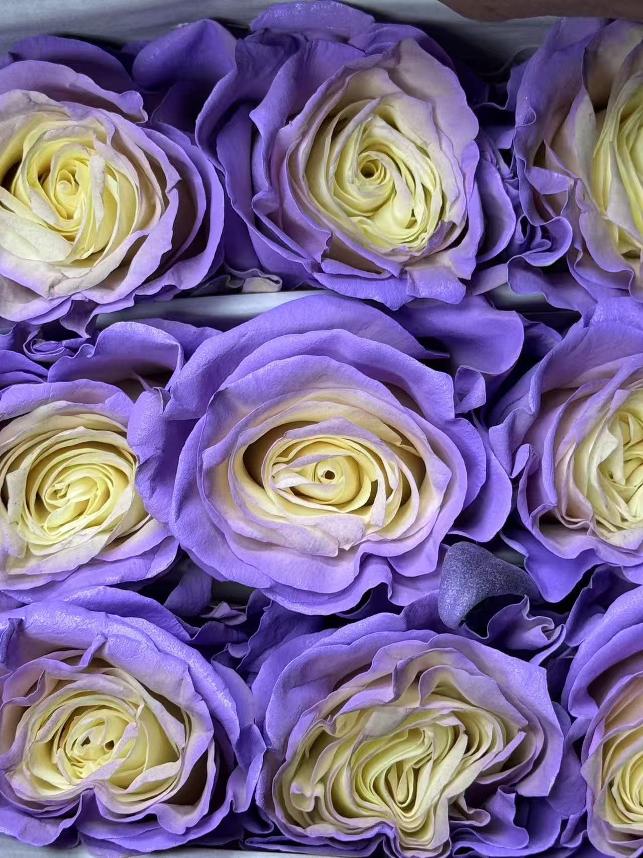 Rose 茉莉薰衣草 lavender Jasmin