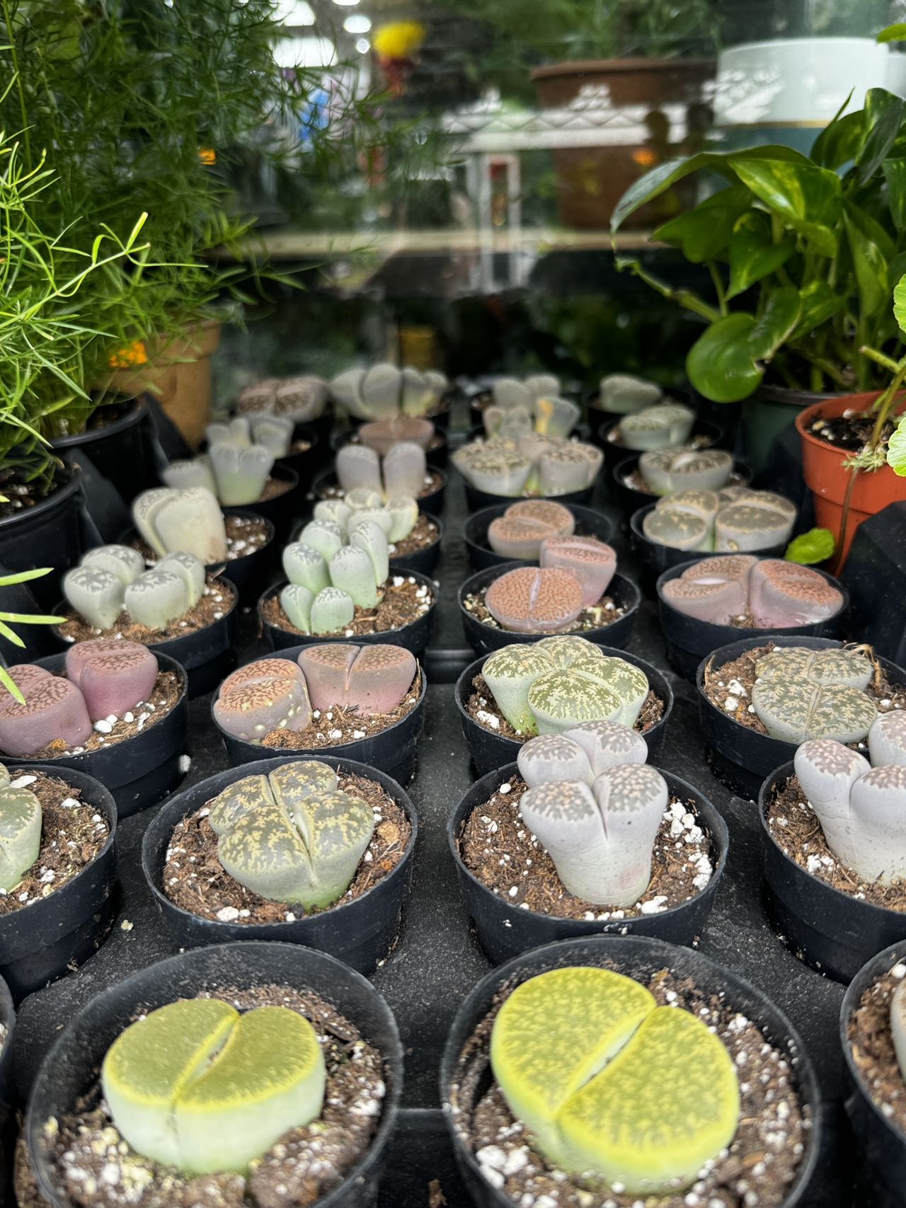 living stone 生石花