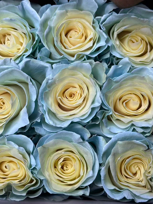 Rose 天使蓝 mondail baby blue