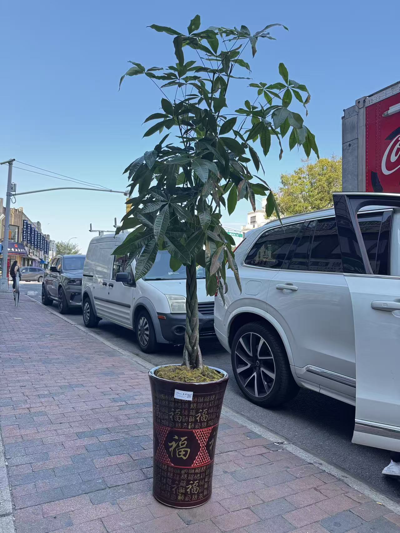 Big Money Tree 大发财树