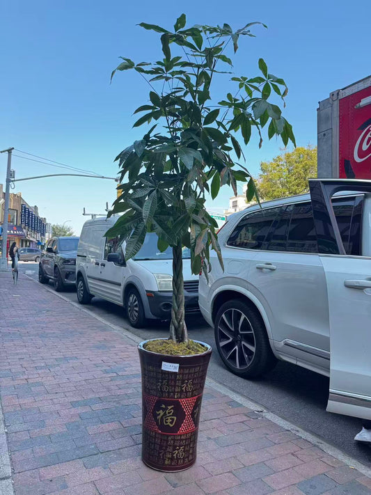 Big Money Tree 大发财树