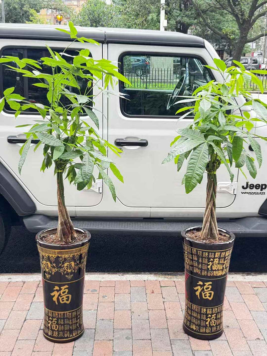 发财树福盆 money tree fu pot