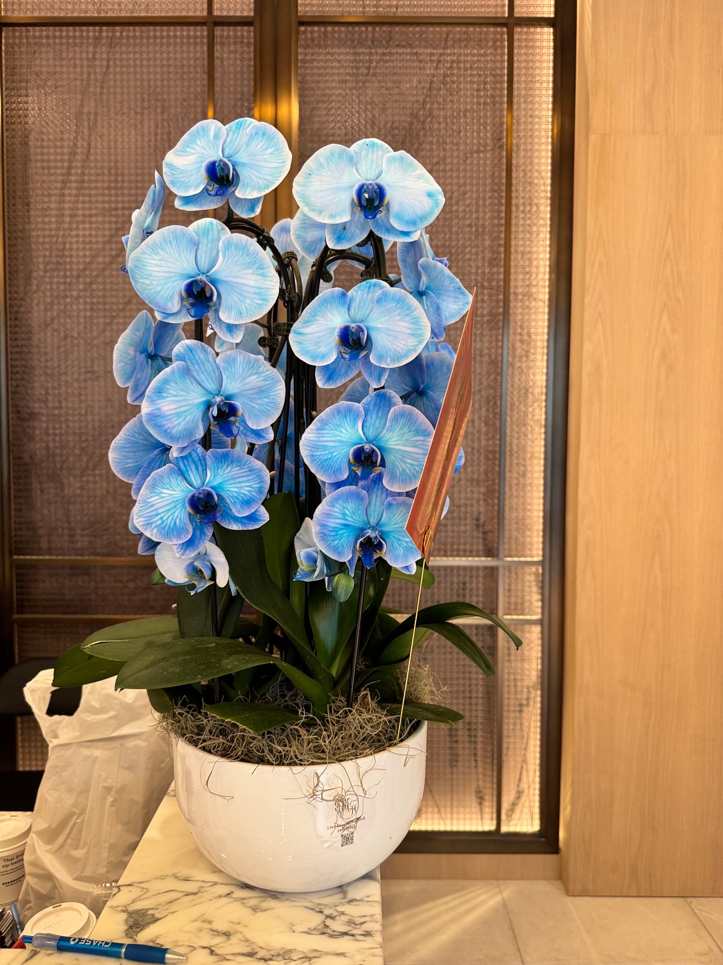 兰花组盆蓝色 orchid combon blue or pink