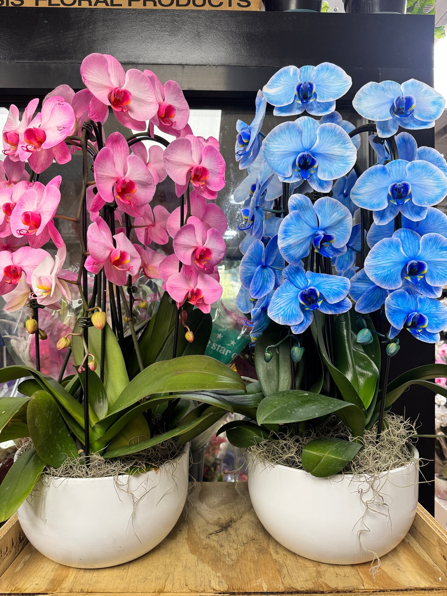 兰花组盆蓝色 orchid combon blue or pink