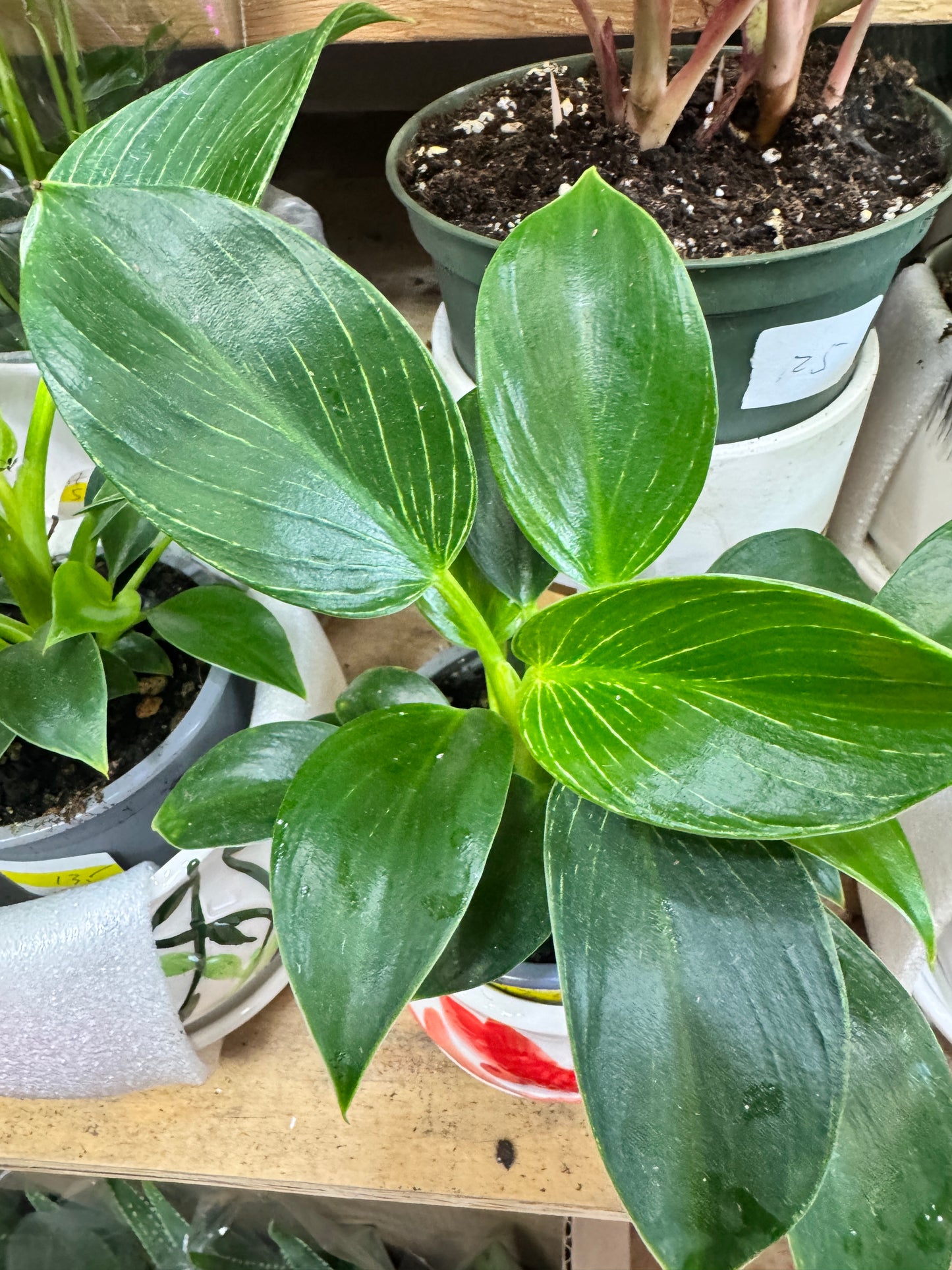 philodendron birken-铂金钻