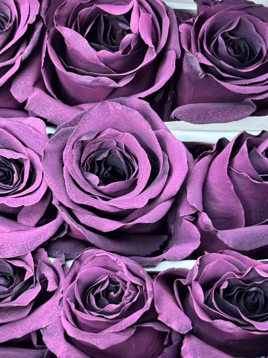 Rose 乌梅子酱 prune amethyst