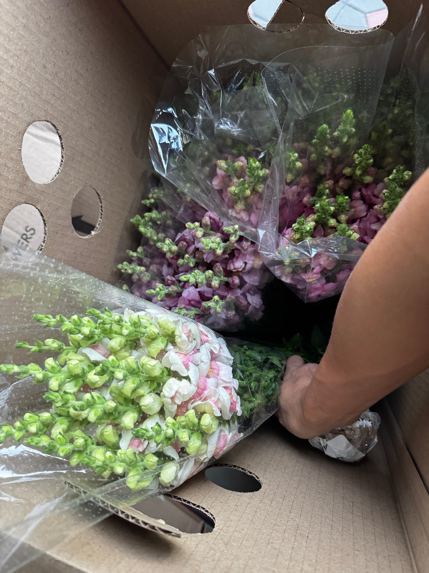 snap dragon 龙蛇兰