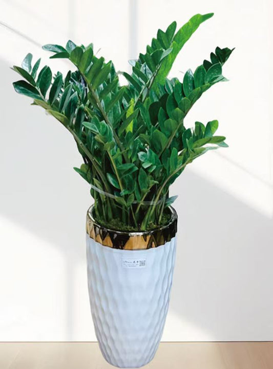 zz plant 金钱树 14"